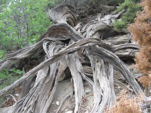 Roots that bind